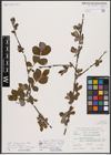 Foto von Salix aurita L.